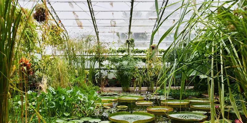 Oxford Botanic Garden greenhouses