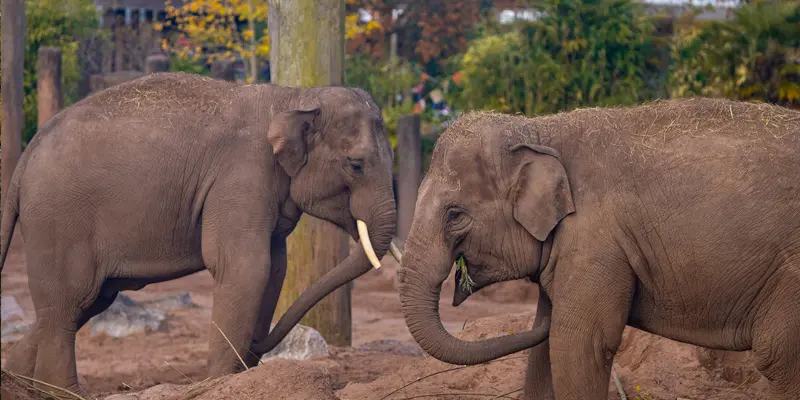 Elephants at Chester Zoo