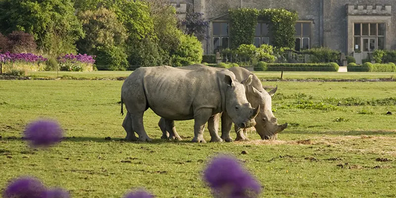 Rhinos on the lawn at Cotswold Wildlife Park
