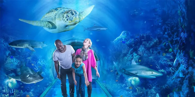 Shark tunnel inside SEA LIFE