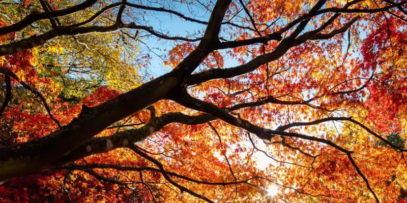 Autumn trees at Westonbirt