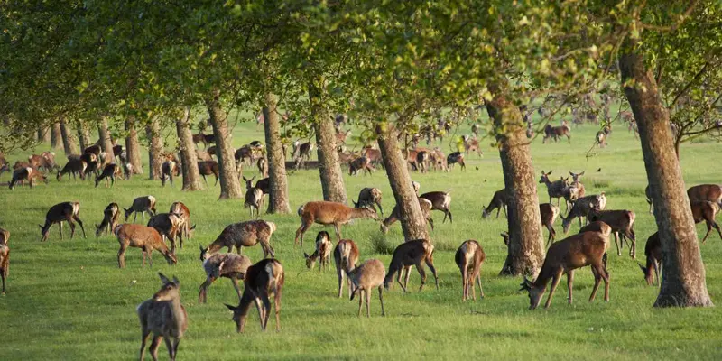 Deer in Windsor Great Park