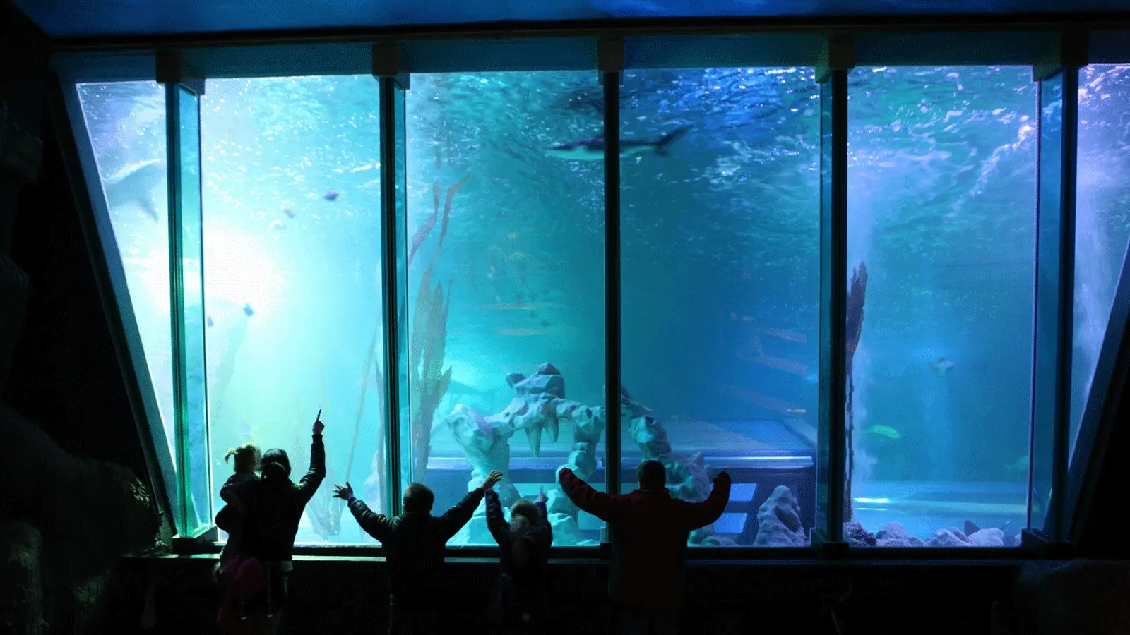 SEA LIFE Blackpool Visitor Guide Banner