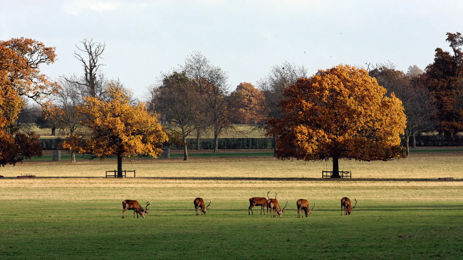 Windsor Great Park Visitor Guide Banner featuring the iconic Long Walk